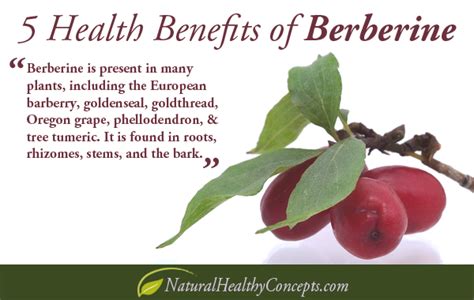 burberry for gut health|is berberine good for appetite.